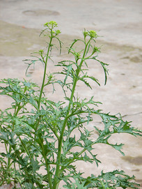 ��԰����ֲ��ѩ��ޮ