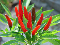 �������õ�����