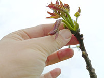 ���ղ�ժ�㴻