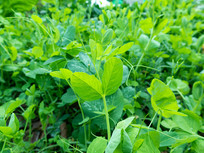 �����е��㶹��