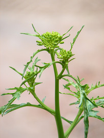 ʮ�ֻ���ֲ��ѩ��ޮ