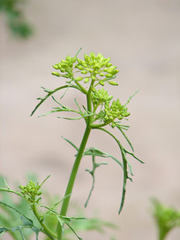 ѩ��ޮ�Ļ���