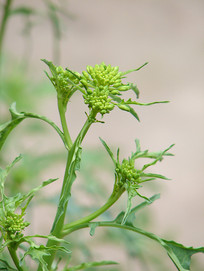 ѩ��ޮ�Ŀ�����