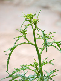 ��ֲ��ѩ��ޮ