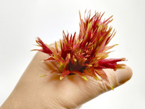 ���պ��㴻