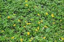 �ݵ����С����