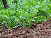 ��Ҷݫ�ĵ���ֲ����