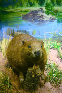 ����Ұ��������� 