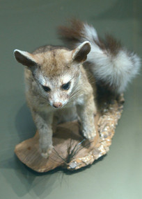 ����Ұ��������β��� 