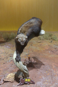 ����Ұ����������