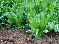 ũ���������ĳ�Ҷݫ��