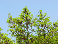 ���췢ѿ������