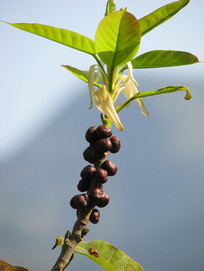 �����Ź�����д