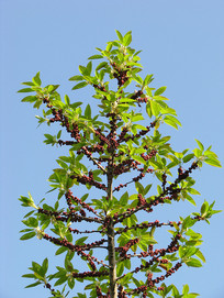 ����֦���ϵĹ�ʵ����Ҷ