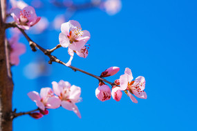 ��֦�ϼ���ʢ�����ӻ�