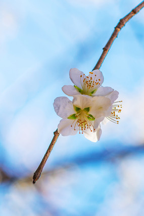 һ��֦�ϵļ����ӻ�