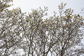 ����һƬ�뿪���������뻨�Ƕ�