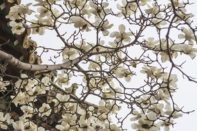 ��֦�ϵĴ�Ƭʢ���İ�������