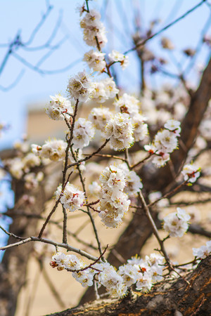 ��֦�ϵĶ��ʢ�����ŵ��ӻ�