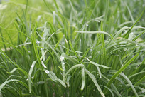 ��ɽ����