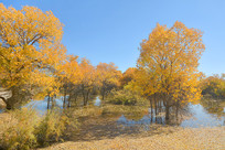 ���������ֽ𲨺�������Ҷ 