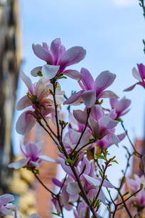 ��֦��ʢ��һ���ķ�������