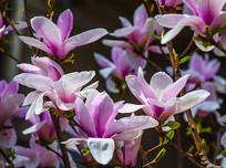 ��֦ͷʢ���Ŷ��ķ�������