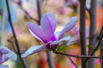 ֦ͷ��һ��ʢ���ķ�ɫ������