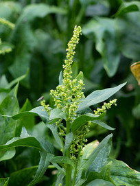 ���˵Ŀ�����