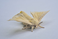 �ϱ�����ķɶ����ͼ