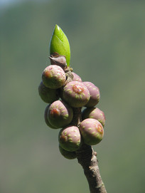 ʹŵŹ