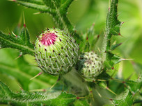 �տ�ֲ�［�Ļ��Ƕ�