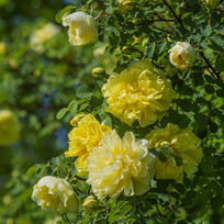 ʢ������Ҷ���еļ����ö��