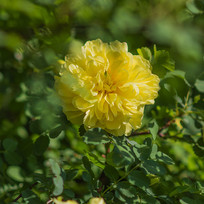 ʢ������Ҷ�е�һ���ö��