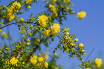 ��֦�ϵ�ʢ����ö���뻨�Ƕ�