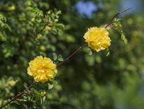 ��֦������ʢ�����ŵĴ�ö��