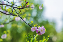 ϸ֦ͷ����ʢ����С�Һ컨