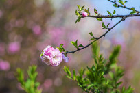 ϸ֦ͷһ��ʢ����С�Һ컨