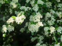 �����ϵĻ𼬻�