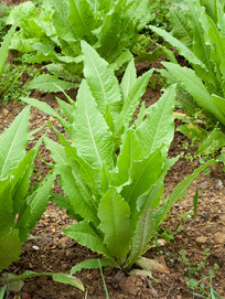 ��Ҷݫ��ȫ��