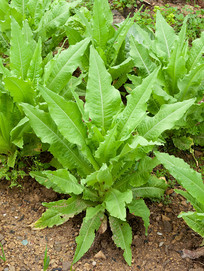 ũ����ĳ�Ҷݫ��