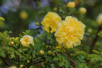 ��֦��ʢ��������Ļƴ�õ��