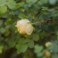 ��֦��һ��տ��Ļƴ�õ��