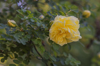 һ��ƴ�õ�������仨�Ƕ�