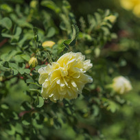 һ��ƴ�õ������֦��Ҷ