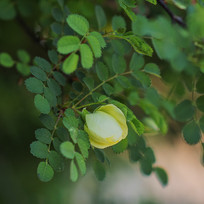 һ�伴�������Ļƴ�õ��