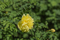 һ��ʢ�����ŵĻƴ�õ��