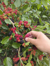 �����ɣ��