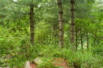 ��������ɽ��Ħ������ɫֲ��