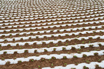 ������ɽ������ʯԺ��ũҵ��Ŀ